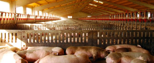 Interior granja cerdos